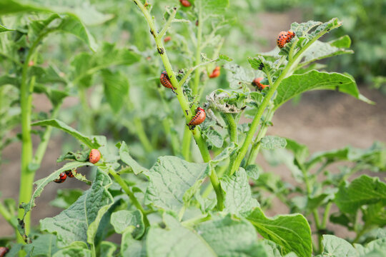 Leptinotarsa decemlineata larvae feeding on green potato plants, causing agricultural pest damage