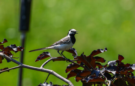 White Wagtail Perched on a Copper Beech Branch