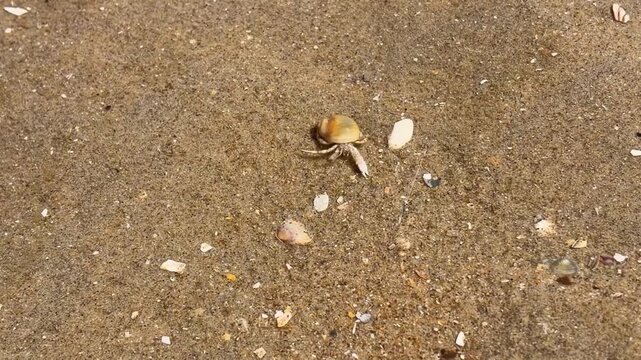 A hermit crab (pagurus bernhardus) on the sandy shore of the North Sea, on a sandbar on a hot day.
