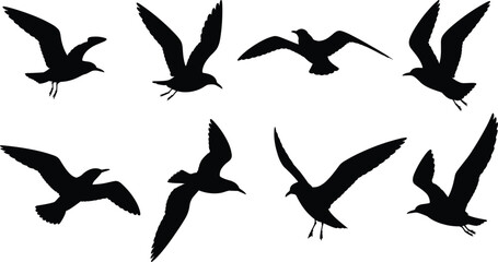 Set of eight black seagull silhouettes in different flying positions on white background Keywords: seagull, bird, silhouette © MST Hasina