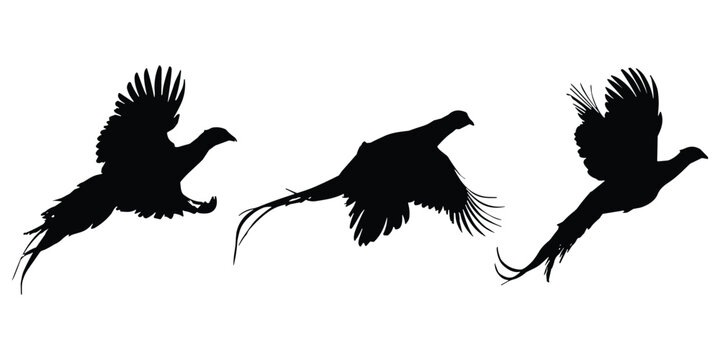 Three black silhouettes of pheasants in flight with wings spread against a white background bird flying