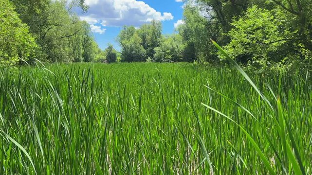 Nature scenics landscape in Ontario public park, Canada