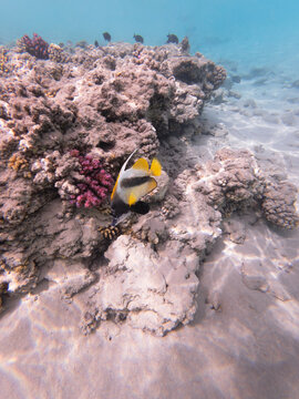 Beautiful underwater photograph of a Red Sea bannerfish swimming above a coral reef in the crystal clear waters of the Red Sea Egypt. Vibrant coral formations colorful marine life.