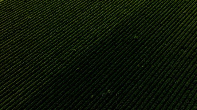 Aerial top down view of green agricultural field rows forming a geometric abstract pattern