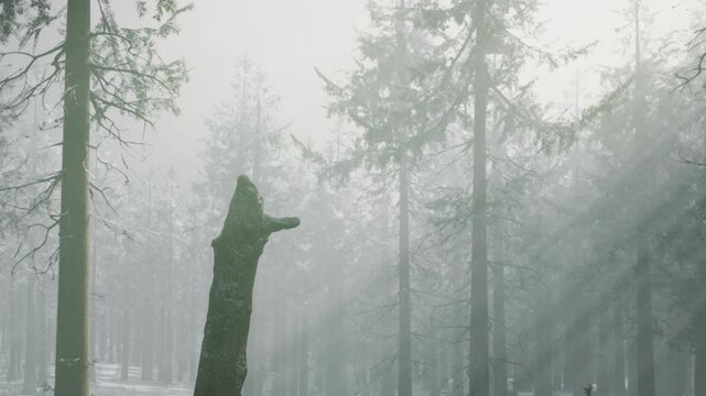 Snow covers the ground in a forest during winter. Fog limits visibility, creating a quiet atmosphere. Tall trees surround a lone wooden stump that stands in the foreground.