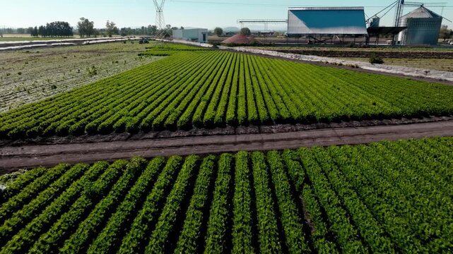 Aerial panoramic view of vast agricultural fields and green vegetable plantations in rural countryside