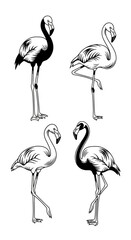 Obraz premium Set of Four Stylized Flamingo Illustrations in Black and White