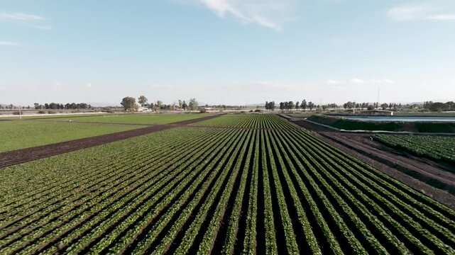 Aerial panoramic view of vast agricultural fields and green vegetable plantations in rural countryside
