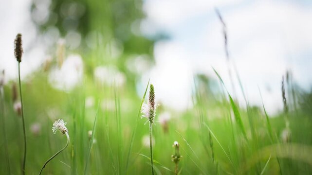 Wild green grass with white flowers in the mountains. Plants swaying in the wind. Summer nature background. Selective focus
