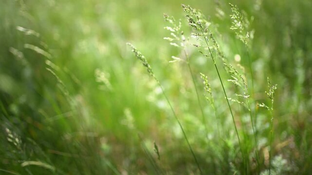 Wild green grass in a summer forest at sunny day. Plants swaying in the light wind. Beautiful summer nature background. Selective focus
