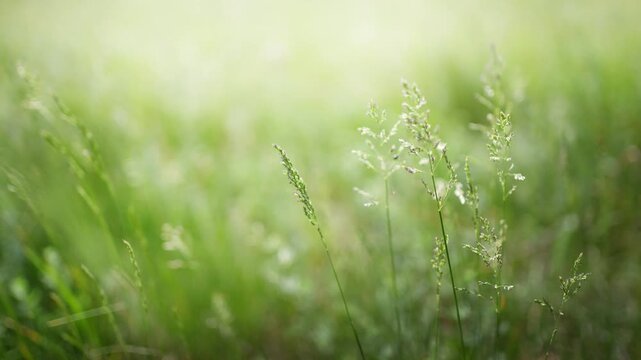 Wild green grass in a summer forest at sunny day. Plants swaying in the light wind. Beautiful summer nature background. Selective focus
