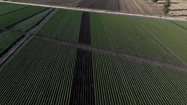 Aerial panoramic view of vast agricultural fields and green vegetable plantations in rural countryside