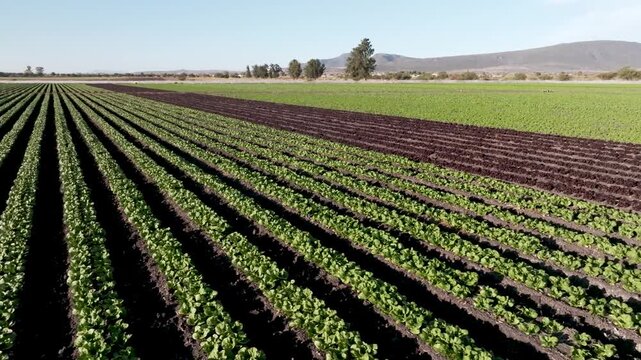 Aerial panoramic view of vast agricultural fields and green vegetable plantations in rural countryside