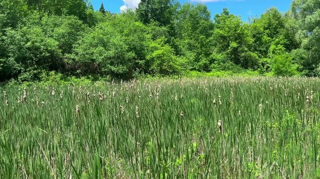 Nature scenics landscape in Ontario public park, Canada