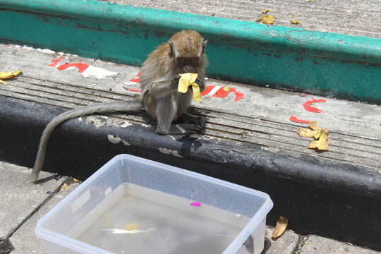 Small primate sitting on curb holding piece of food by plastic water container now.