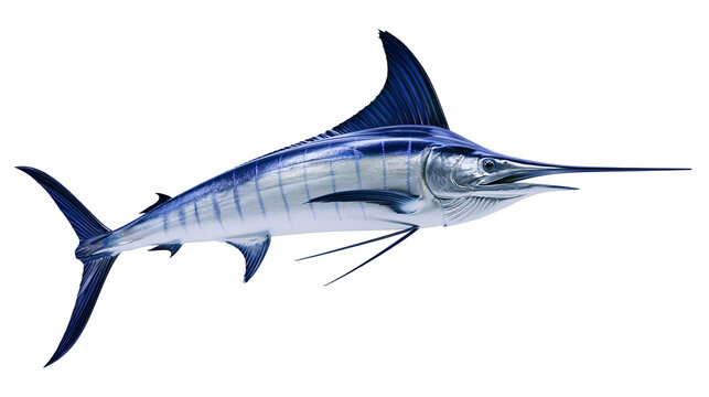 Majestic blue marlin fish with sharp bill, isolated on transparent background