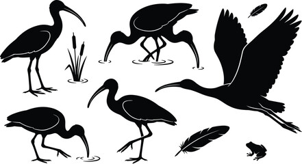 Naklejka premium Ibis and Egret Bird Silhouette Icon Set with Flying, Wading, and Feeding Herons, Feathers, Reed, and Frog Elements