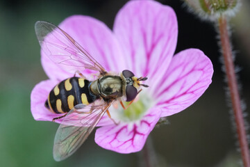 Fototapeta premium Closeup on a Migrant hover fly, Eupeodes corollae on a pink Erodium variabile flower