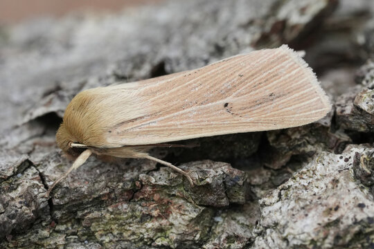 Closeup on a Common Wainscot owlet moth, Mythimna pallens resting on wood