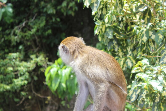 Profile view of small wild monkey sitting in front of lush variegated green trees.