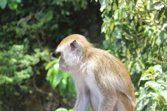 Side profile view of wild macaque monkey sitting in sun near lush green foliage.