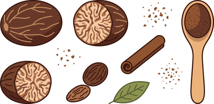 Organic nutmeg vector element collection featuring culinary baking spices crushed powder icons brown seeds and fragrant tree leaves for creative design