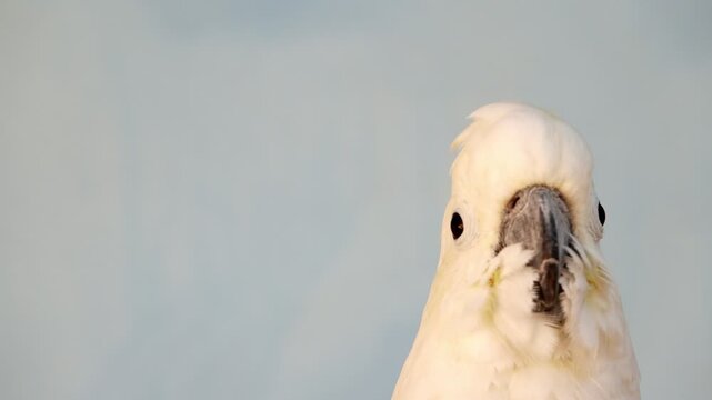 Close-up footage of a white cockatoo preening its feathers in natural light. Detailed plumage, calm behavior and soft background create a peaceful wildlife scene.
