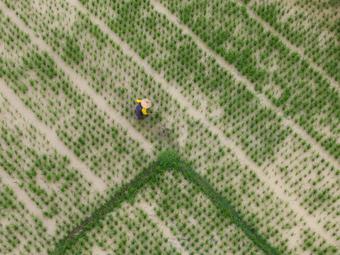Aerial view of a farmer wearing a conical hat matun or weeding a flooded rice paddy field with geometric rows of green crops in Piyungan, Yogyakarta, Indonesia.