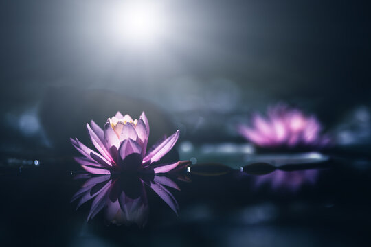 Pink waterlily or lotus flower with sunshine. Shallow depth of field