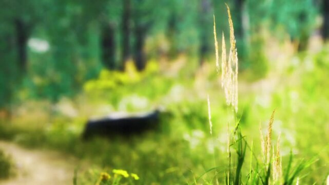 Grass and plants grow in a forested area. Sunlight shines through the trees, creating a lively atmosphere. The scene captures the essence of nature in its natural setting.