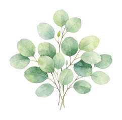 Obraz premium PNG Delicate watercolor eucalyptus leaves illustration.