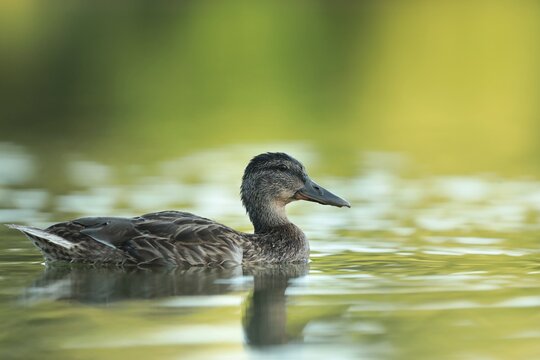 A mallard duck floats on the water in early summer