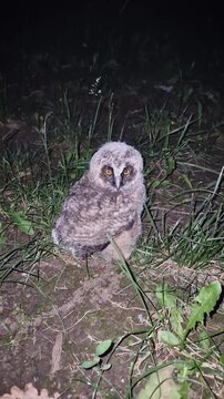 A fluffy baby owl fallen from its nest onto the ground in a dark night. Vulnerable owlet slowly turns its head, revealing striking orange eyes. Eurasian Eagle-Owl (Bubo bubo) covered in downy plumage
