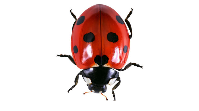Shiny red ladybug with black spots, isolated on transparent background