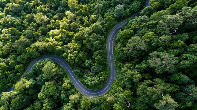 Curving road through lush green rainforest canopy from above