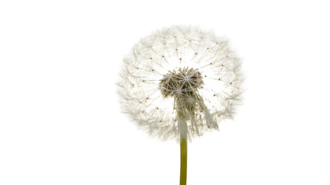 Fluffy white dandelion seed head, isolated on transparent background