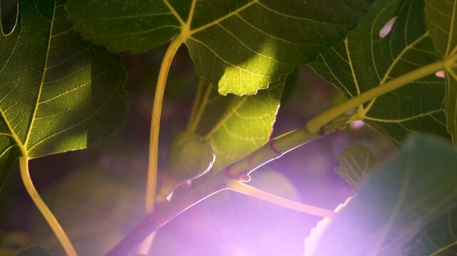 Close-up, green figs in the tree