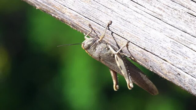  Close-up, wild grasshopper on a wood