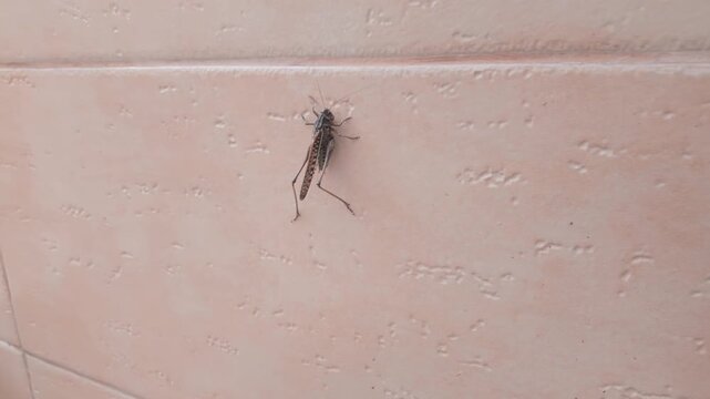 Large dark male gray grasshopper (long-winged form) climbing textured peach tile marble wall at time of massive infestation of wart-biter bush-crickets in urban area. Grasshopper Invasion in city