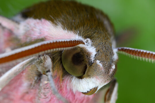 Close-up of the head, portrait of Hyles euphorbiae, the spurge hawk-moth, is a European moth of the family Sphingidae.