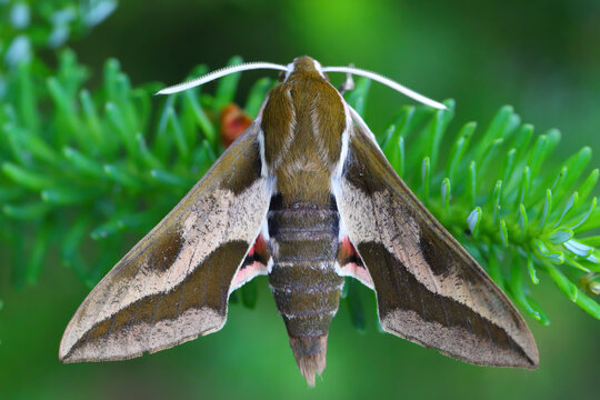 Hyles euphorbiae, the spurge hawk-moth, is a European moth of the family Sphingidae. An adult specimen on a fir branch.