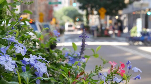 Flowers near Broadway street and Union Square, Manhattan Midtown, New York City, United States of America. Spring or autumn flowerbed bloom and cars on defocused road. people on University place.