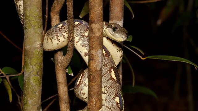 Madagascar tree boa, licking, close 3