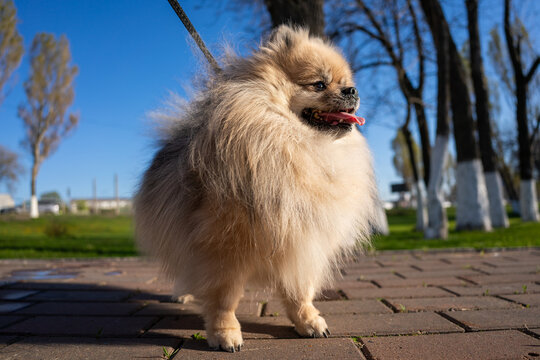 Cute fluffy Pomeranian dog panting while walking on a leash outdoors on a sunny summer day. Pet care and lifestyle concept