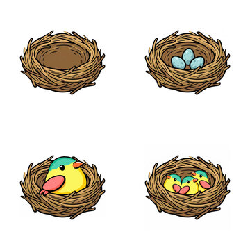 Cartoon nests with eggs and baby birds in various stages  