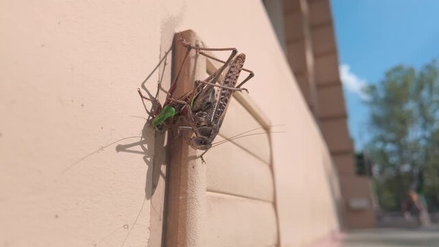 Close-up of Decticus verrucivorus (great wart-biter) pair copulating on house facade at time of massive infestation of wart-biter bush-crickets long-winged forms in urban. Grasshopper Invasion in city