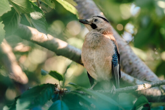 Eurasian jay bird sitting on tree branch surrounded by leaves