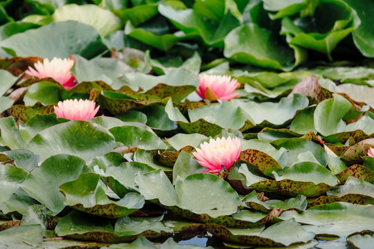Pink water lily flowers in pond with green leaves in nature