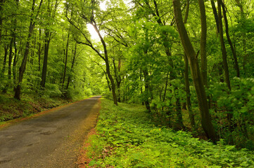 Fototapeta premium Narrow Asphalt Road Winding through a Lush Green Forest in Spring
