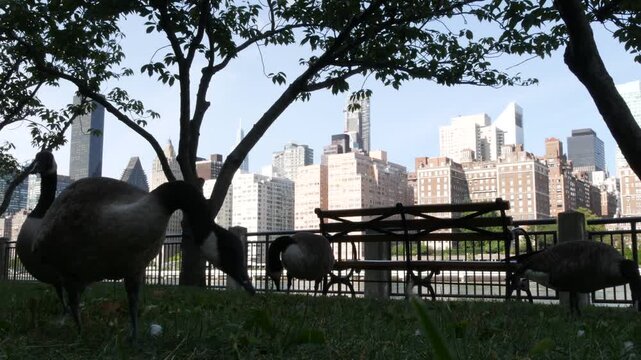 New York City Manhattan Midtown Queensboro bridge architecture, United States. Bridge over East River, East Side from Roosevelt island, urban park nature, wild goose on grass lawn, duck bird migration